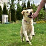 Golden retriver radosny pies.